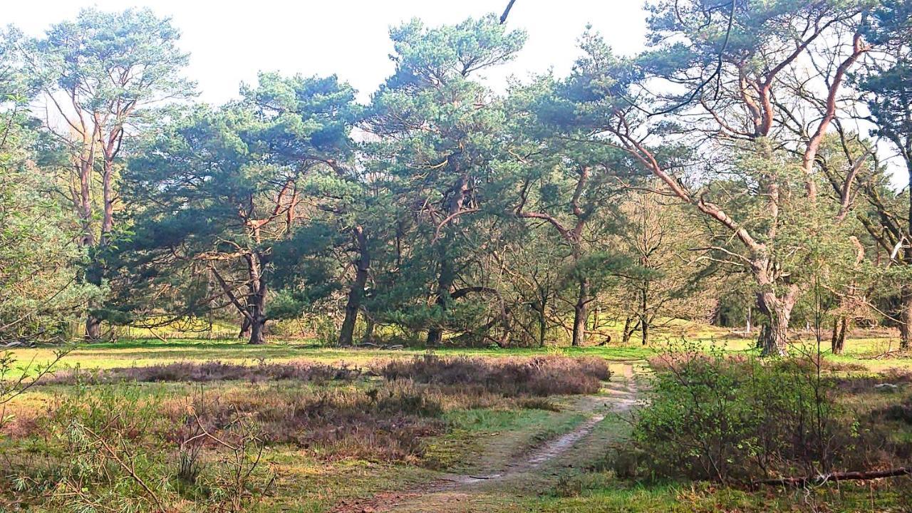*Butterfly* Heerlijke Chalet Met Omheinde Tuin In Bosrijke Omgeving. Βίλα Anloo Εξωτερικό φωτογραφία